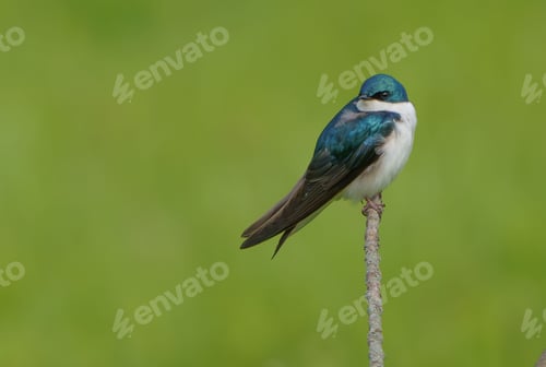 Preview: Closeup shot of a Swallow bird on a tree branch
