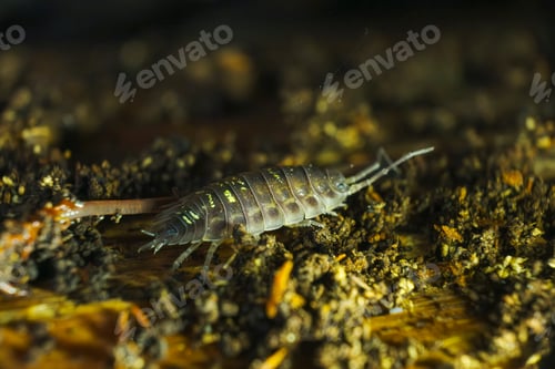 Preview: Macro shot of a woodlice on foliage