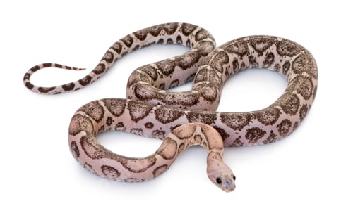 Preview: Scaleless corn snake or red rat snake, Pantherophis guttatus, against white background