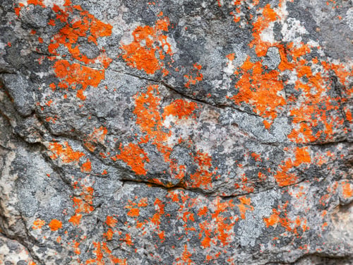 Vorschau: Abstrakte Flechtenmuster auf einem Felsen