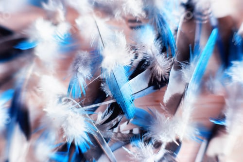 Preview: Flat lay of parrot feathers