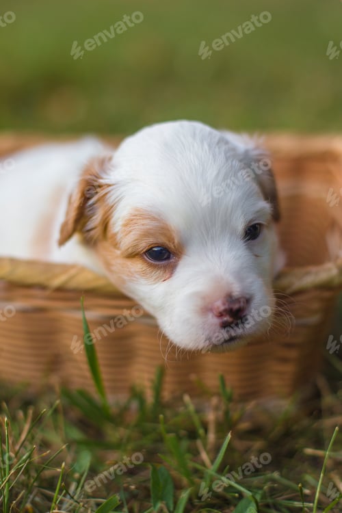 Preview: Cute puppy