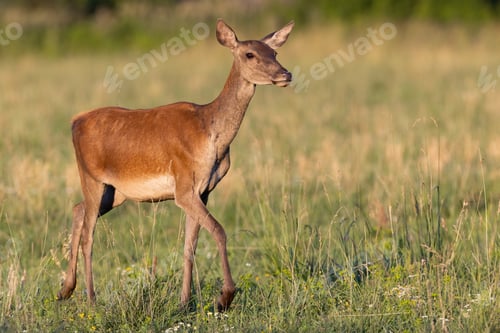 Preview: Red deer walking on green meadow in summertime nature