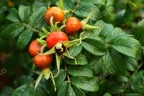 Preview: ripe rosehip fruits in autumn. medicinal herbal