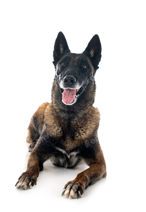 Preview: malinois in studio
