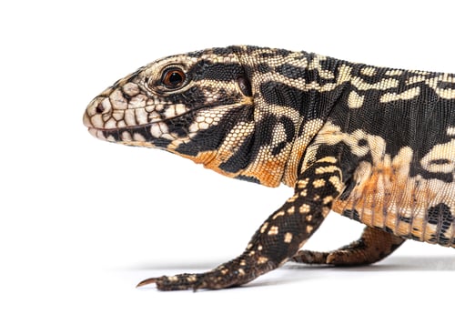 Preview: Argentine black and white tegu, head shot, isolated on white