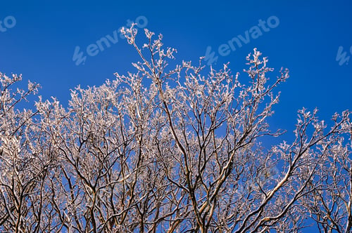 Preview: Tree branches covered in layer of fresh snow against blue clear sky.