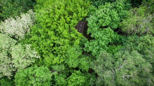 Preview: Road through the summer green forest, Aerial view