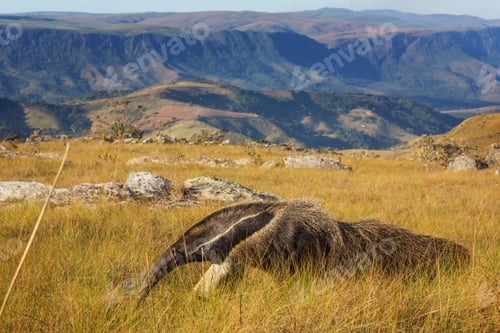 Preview: Anteater