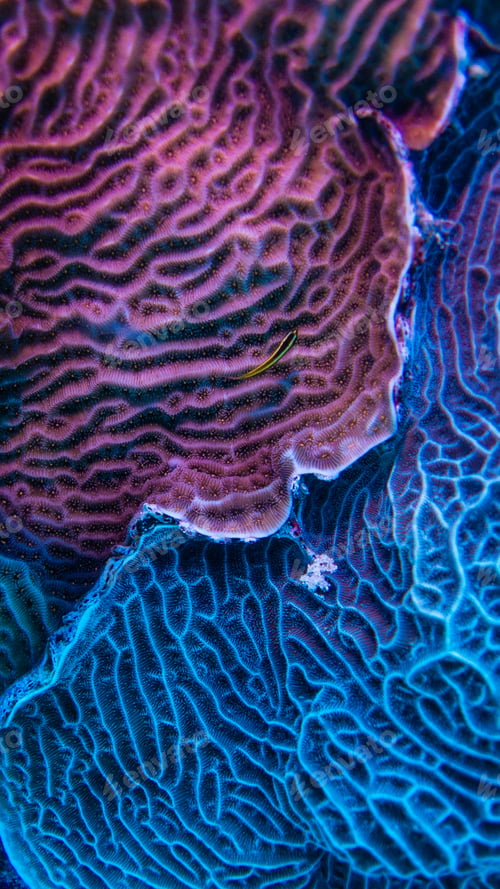 Preview: coral reef macro ,texture, abstract marine ecosystem background on a coral reef