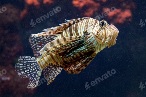 Preview: Exotic lionfish close-up