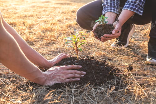 Preview: Hand of people helping plant the seedlings tree to preserve natural environment while working save