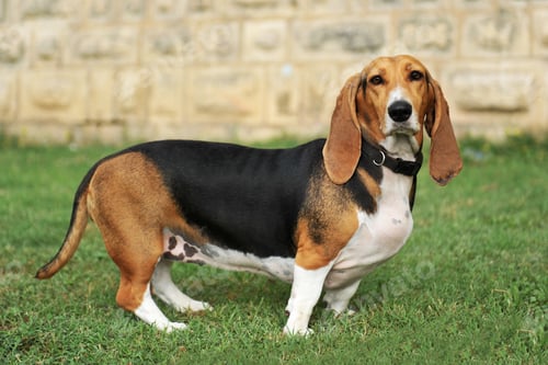 Preview: basset artesien