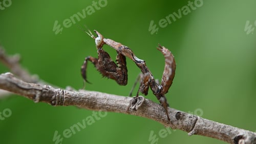 Preview: Parablepharis kuhlii, Mantis, Southeast Asia.
