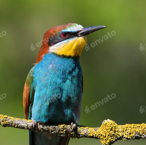 Preview: European bee-eater, merops apiaster. A bird sits on a branch on a smooth background