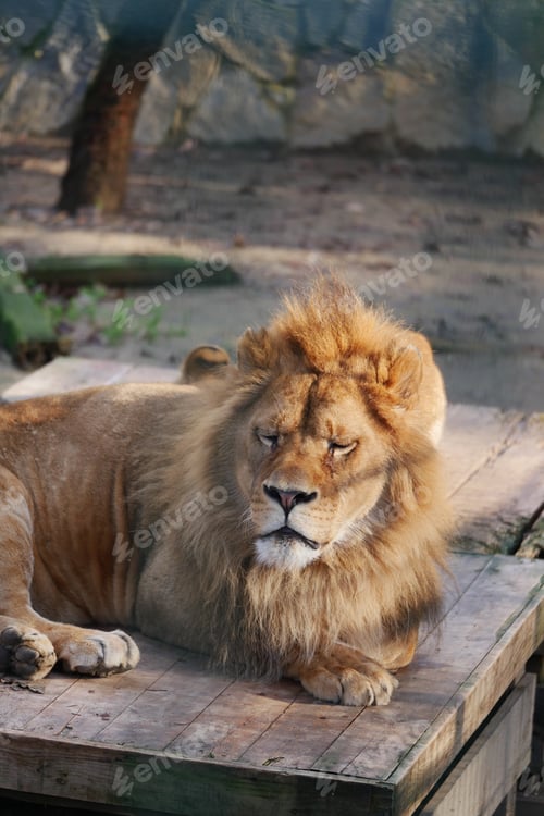 Preview: Majestic lion resting in the sun at wildlife sanctuary