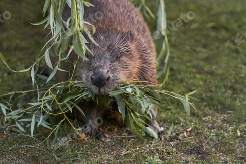 Preview: Big beaver in a river gnawing on a branch. Latvia, Riga
