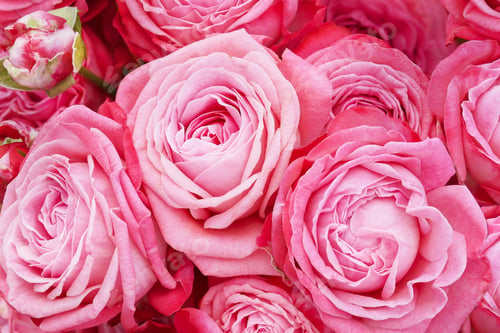 Preview: Bouquet of pink roses, flowers close-up background