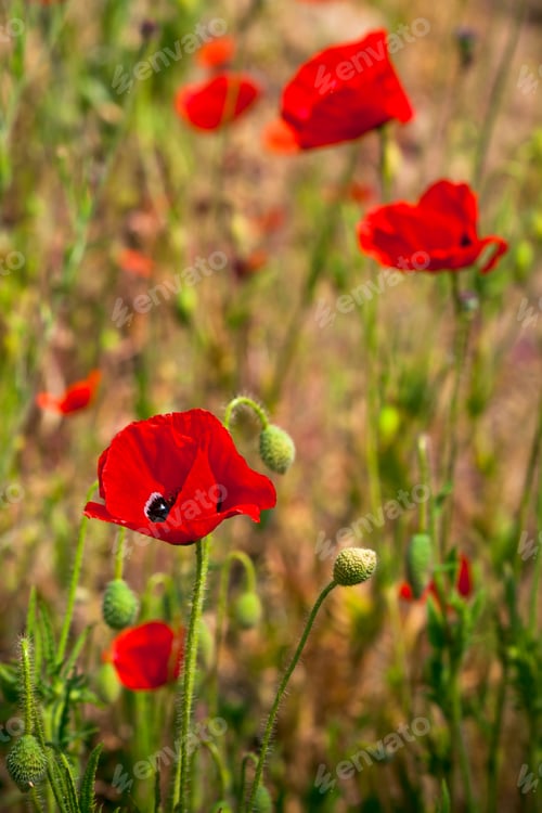 Preview: Red poppies in a summer meadow