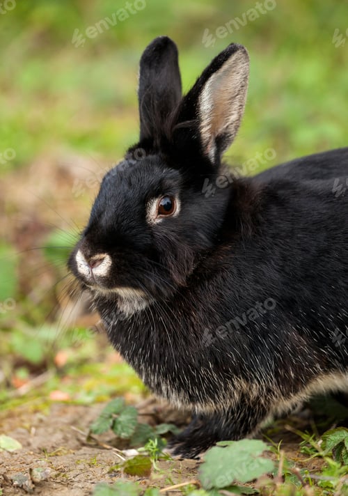 Preview: Black Rabbit