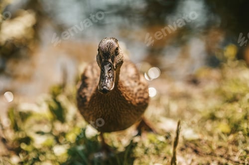 Preview: Close up picture of samll duck on the river bank