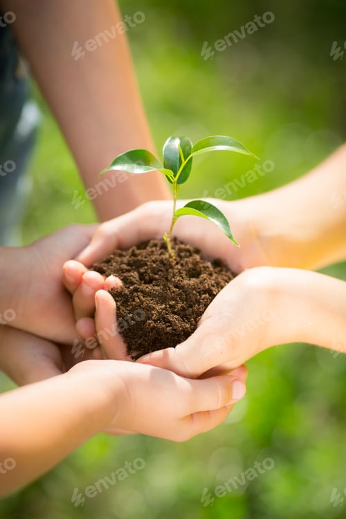 Preview: Children holding young plant in hands