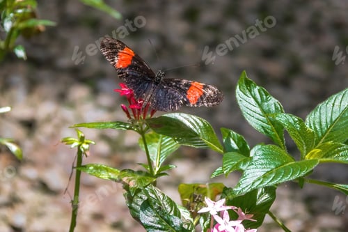 Preview: Beautiful Postman Butterfly (Heliconius melpomene)