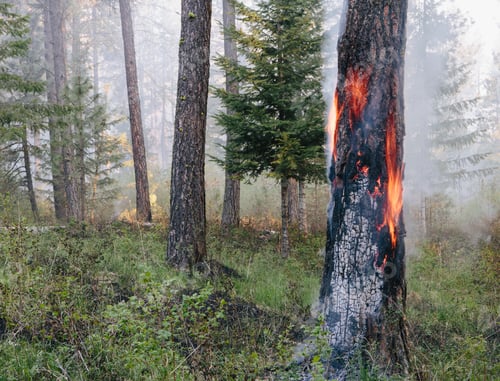 Preview: A controlled forest burn, a deliberate fire to encourage regrowth