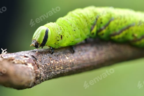 Preview: Exotic Green Caterpillar