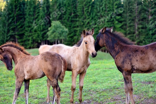 Preview: Foals on the grass field touching their heads