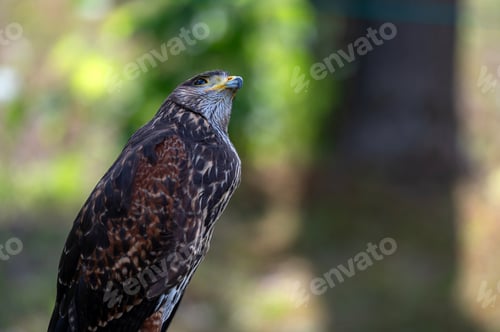 Preview: Hawk portrait closeup isolated on defocused natural background with copy space.