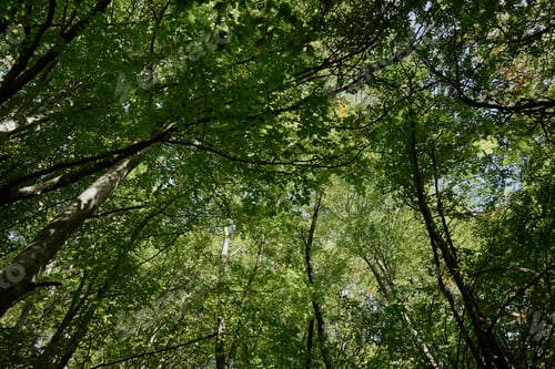 Preview: Tranquil Forest Canopy with Blue Sky Background Nature, Beauty, Serenity, Relaxation, Outdoors