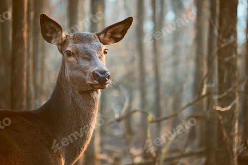 Preview: Fallow deer in the forest