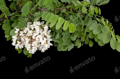 Preview: Blossoming inflorescence of white acacia, isolated on black background