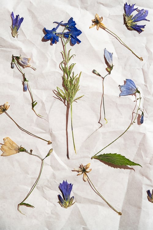 Preview: Dried flowers collection on white crumpled paper. Herbarium preparation.
