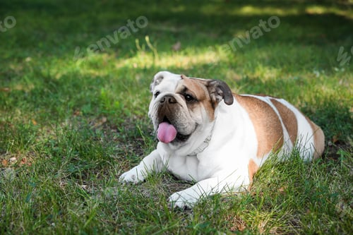 Preview: Funny English bulldog on green grass in park