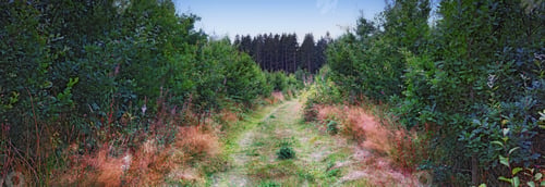 Preview: Dirt road in the countryside. Dirt road in forest in the countryside.