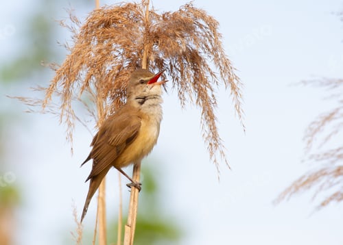 Preview: Great reed warbler, Acrocephalus arundinaceus. The bird sits on a cane stalk and sings