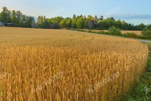 Preview: A field of ripe wheat against the backdrop of northern European nature.