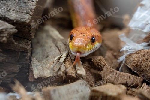 Preview: Portrait of a Corn Snake