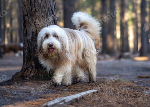 Preview: Fluffy dog with long hair standing near a tree in a forest with sunlight filtering through the trees