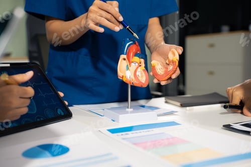 Preview: doctors team are analyzing shows a model of how the heart system works