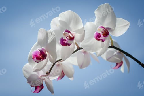 Preview: Pretty.orchids