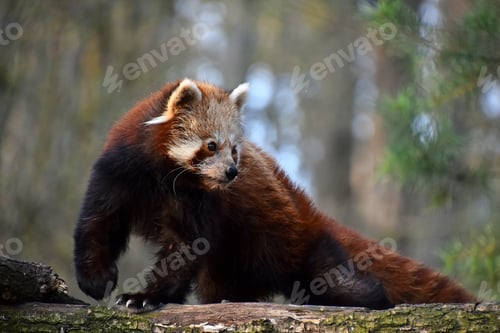 Preview: Red panda portrait on tree