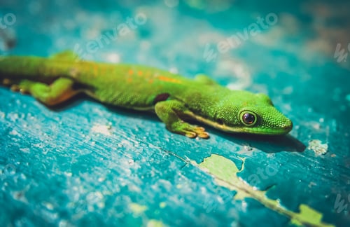Preview: Small green gecko