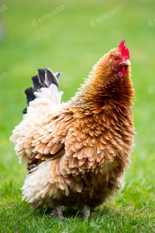 Preview: Brown Shaver Hen
