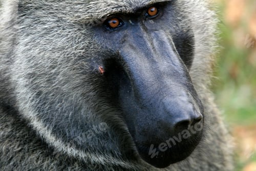 Preview: Olive Baboon, Uganda, Africa