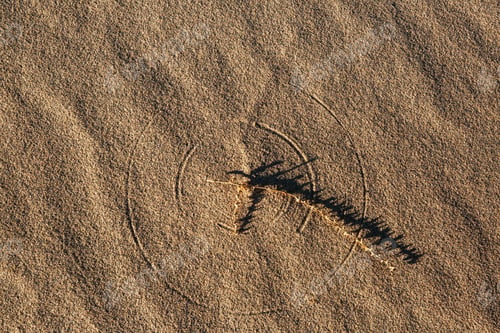 Dry Plant Resting on Sandy Desert Landscape