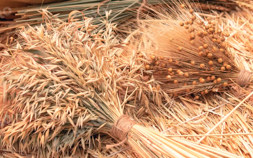 Preview: cut sheaf of grain crops. natural beige background
