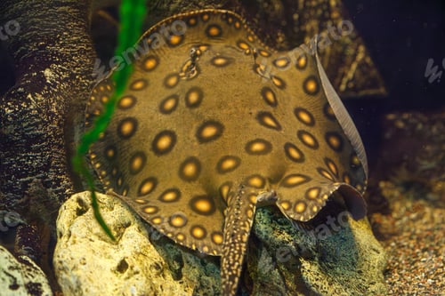 Preview: underwater photography of fish Potamotrygon motoro